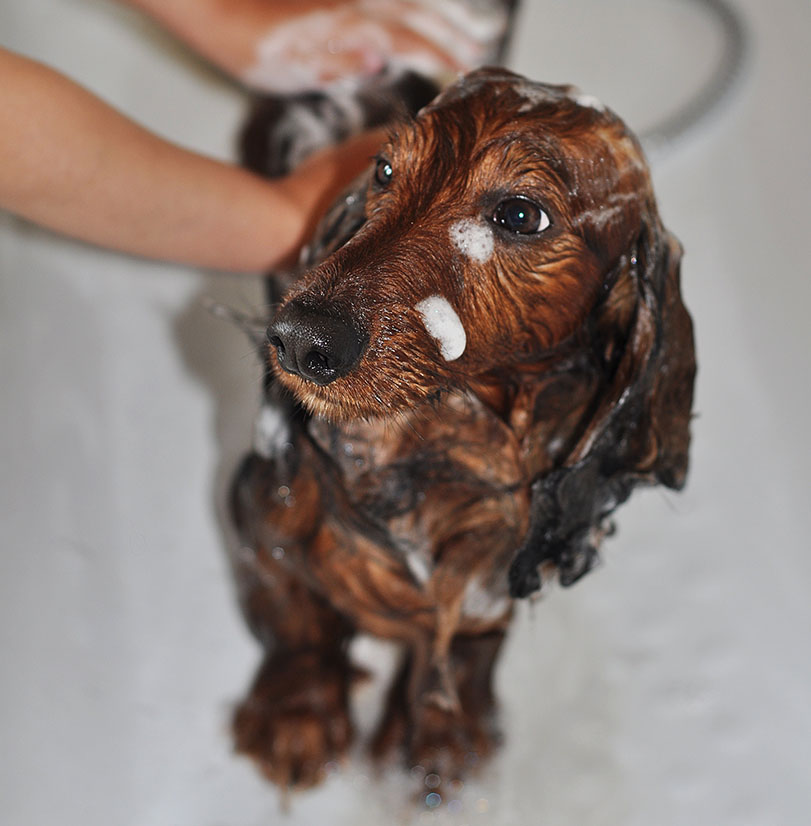 Convenient Dog Bathing Area